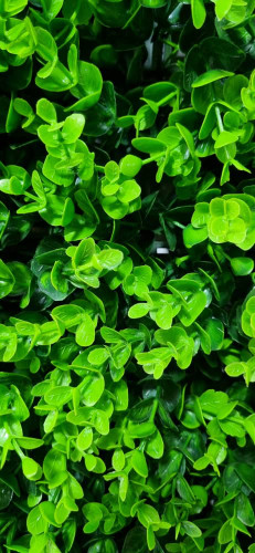 گرینوال شمشادی